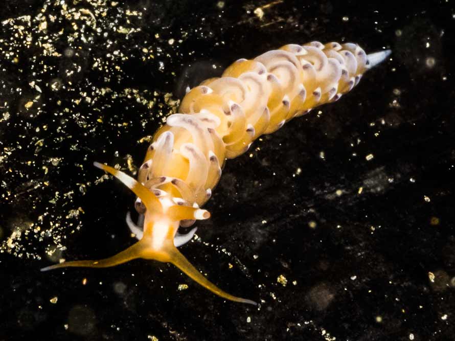 Phidiana salaamica